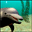 3D Dolphins icon