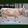 Awesome Cows in Kansas City Screen Saver icon