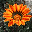 Awesome Flowers Screen Saver icon
