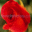 Be My Valentine Screensaver icon