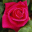 Beautiful Roses Screensaver icon