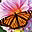 Butterflies of the World Screen Saver icon