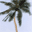 DArt Tropical Islands vol.1 icon