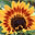 Flowers: A Celebration of Color icon