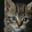 Free Cat Screensaver icon