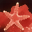 Free Saltwater Fish Screensaver icon