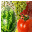 Fruity Surprise Thanksgiving Screensaver icon