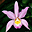 Natures Splendors: Orchids Screen Saver icon