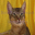 Pedigree Cats Screensaver icon