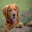 Pedigree Dogs Screensaver icon