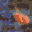 Tropical Sea Life Screensaver icon