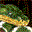 Snake Arena icon