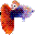 Tuxedo Guppy Wallpaper icon