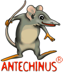 Antechinus Animator Professional icon