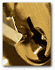 PassMan Plus icon