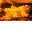 MusicColor icon
