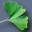 Ginkgo Paint! icon